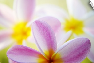 Pink Plumeria Flowers With Yellow Centers