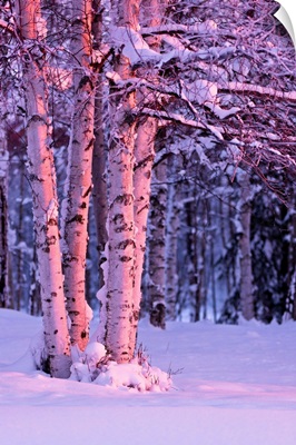 Pink Sunset light falling on Birch trees at Russian Jack Springs Park, Anchorage, AK