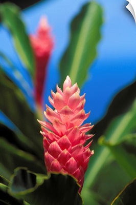 Pink Torch Ginger Flowers, Close-Up Of One Flower