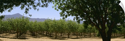 Pistachio orchard early in the growing season