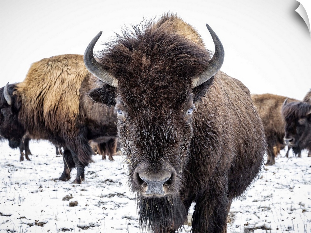 Close-up of Plains Bison (Bison bison) looking at the camera; Manitoba, Canada