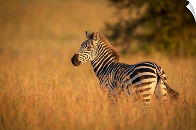 Plains Zebra Stands In Grass Watching Camera, Serengeti National Park, Tanzania
