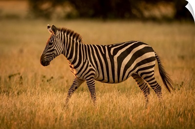 Plains Zebra Walks Rim Lit By Sunset, Serengeti National Park, Tanzania