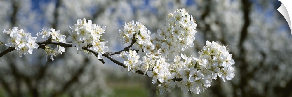 Plum blossoms in full bloom