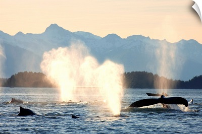 Pod of humpbacks feeds along shoreline of Admiralty Island in Alaskas Inside Passage