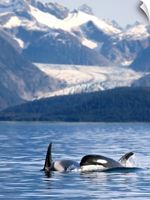 Pod of Orca whales surfacing in Favorite Passage of the Lynn Canal