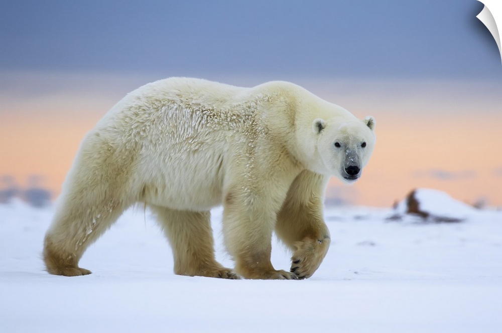 Polar Bear (Ursus Maritimus) Along The Hudson Bay Coastline Waiting For The Bay To Freeze Over, Churchill, Manitoba, Canada