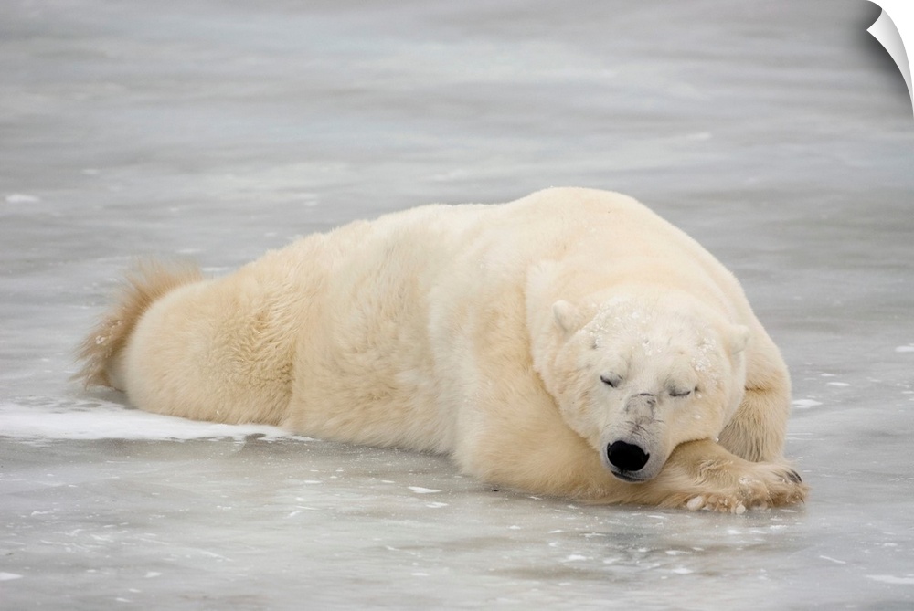 Polar bear asleep on sea ice at Churchill, Manitoba, Canada.