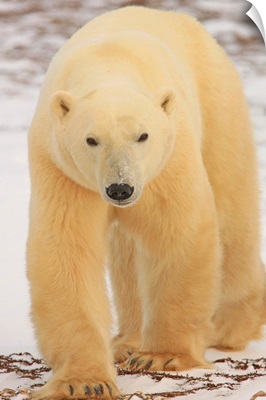 Polar Bear, Churchill, Manitoba, Canada