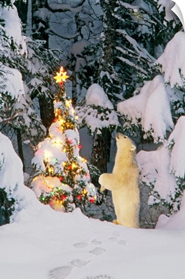 Polar bear cub standing on hind legs looking at star on christmas tree