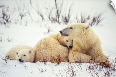 Polar Bear Cubs Snuggle Up To Their Mother Along Hudson Bay, Manitoba, Canada