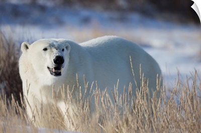 Polar Bear In The Sunshine, Churchill, Manitoba, Canada