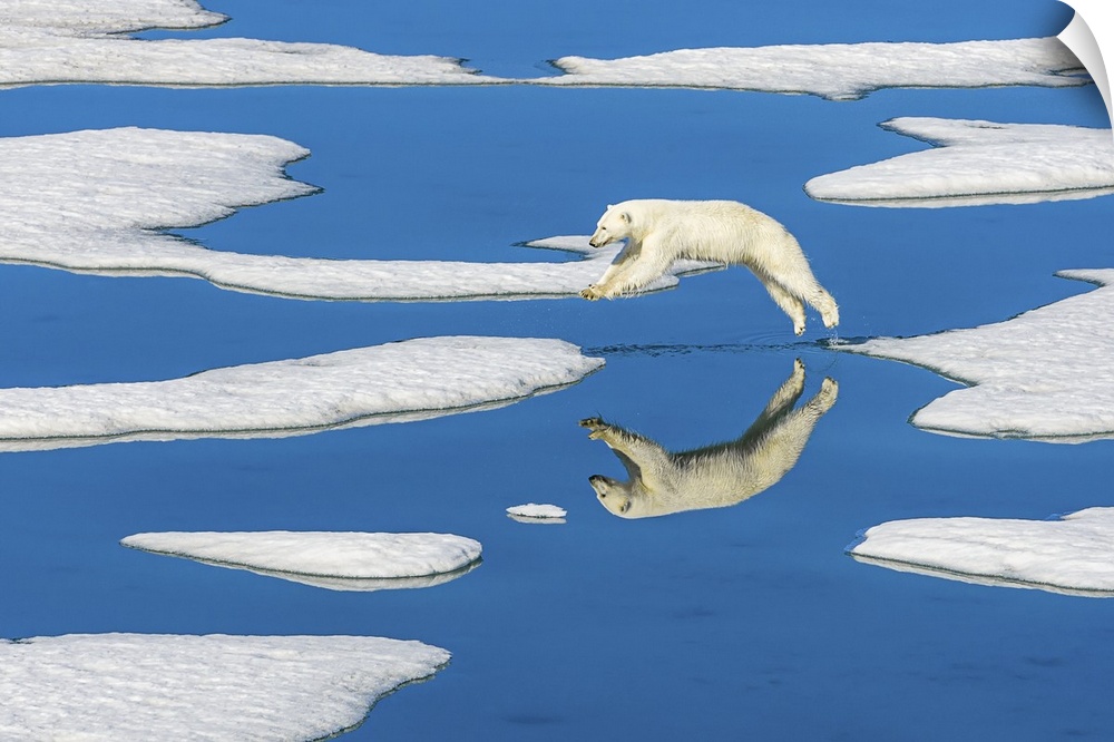 Polar bear (Ursus maritimus) jumps across melting pack ice with blue water pools Svalbard, Norway