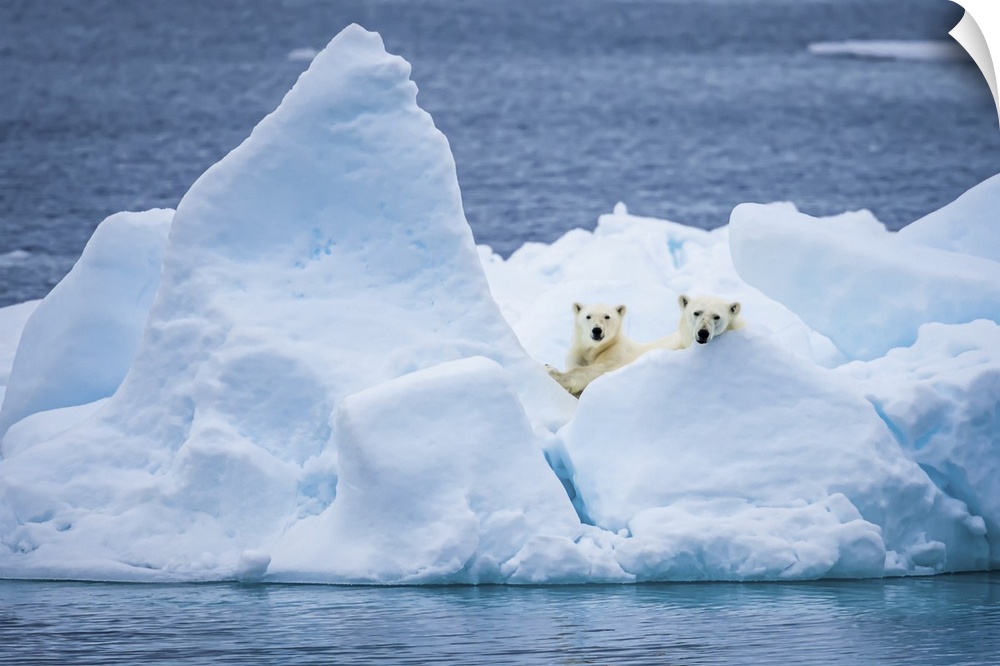 Polar bear mother and cub (Ursus maritimus) on pack ice looking out Svalbard, Norway