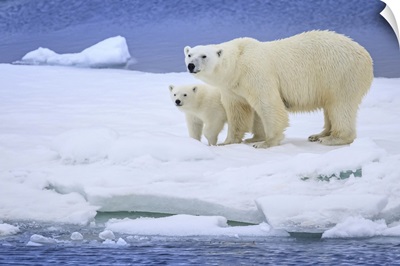Polar Bear Mother And Cub On Pack Ice Wearing Ear Tags, Svalbard, Norway