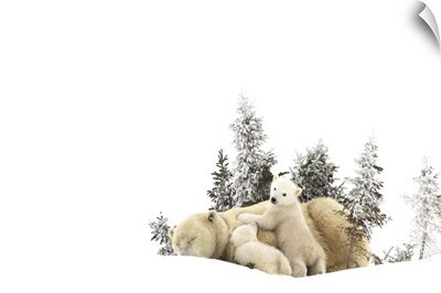 Polar Bear Mother And Her Cubs Playing In The Snow; Churchill, Manitoba, Canada