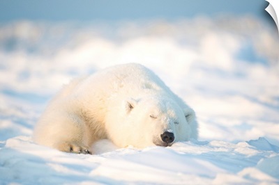 Polar bear on newly formed pack ice, Arctic National Wildlife Refuge, Alaska