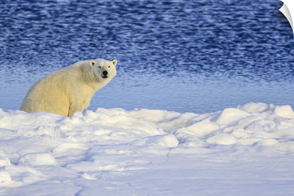 Under the Midnight sun, Polar Bear (Ursus maritimus) on pack ice, Hinlopen Strait Svalbard, Norway