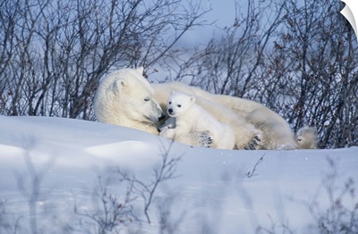 Polar Bear Sow and Cubs Resting In Snow Churchill Canada