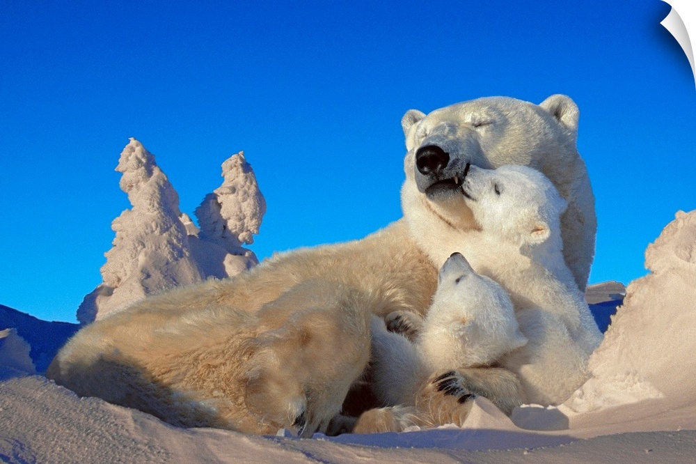 An oversize piece that is a photograph of a polar bear with it's cubs while laying in the snow.