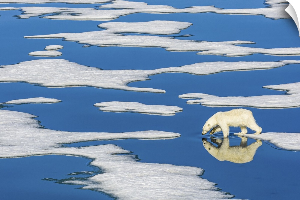 Polar bear (Ursus maritimus) walking on melting pack ice with blue water pools, Svalbard, Norway