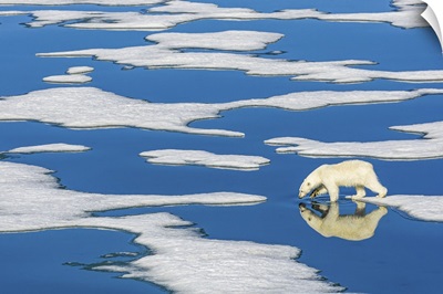 Polar Bear Walking On Melting Pack Ice With Blue Water Pools, Svalbard, Norway