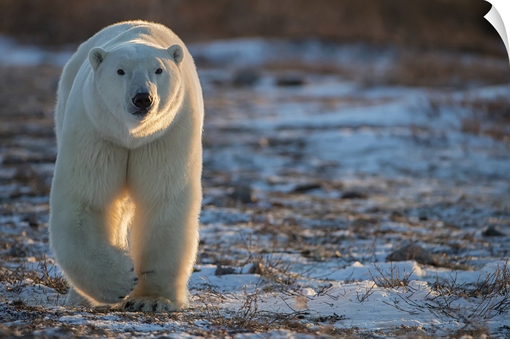 Polar bear (Ursus maritimus) walking towards us in the setting sunlight; Churchill, Manitoba, Canada