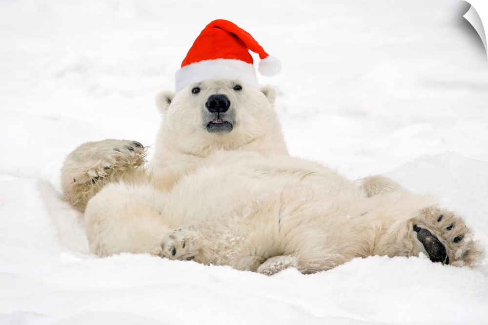 Photograph taken of a large polar bear laying in the snow wearing a Santa hat.