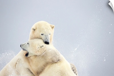Polar Bears Play Fighting Along The Shores Of Hudson's Bay, Churchill, Manitoba, Canada