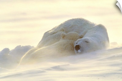 Polar Bears Sleeping At Sunset