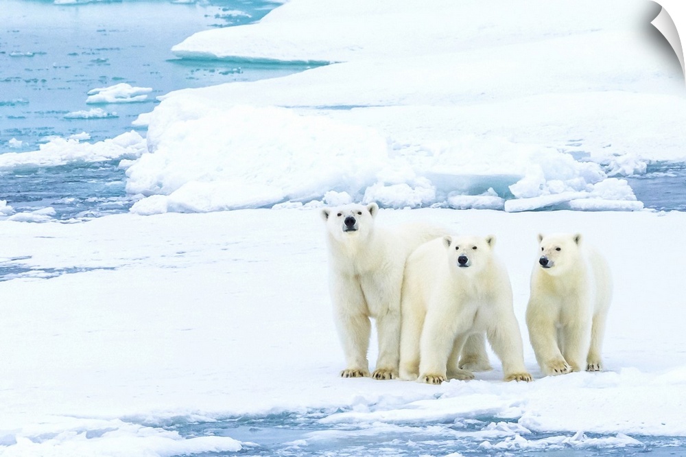 Family portrait, polar bears (Ursus maritimus) standing still on pack ice in the Canadian Arctic.