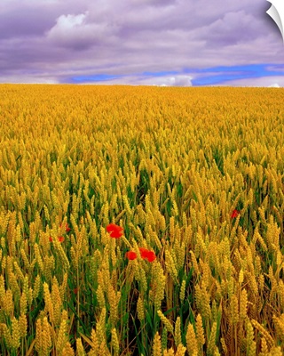 Poppies in a Wheatfield, County Waterford, Ireland