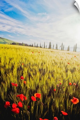 Poppies In Wheat Field At Dawn