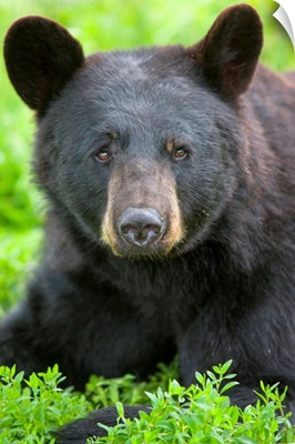 Portrait of a Black Bear at the Alaska Wildlife Conservation Center
