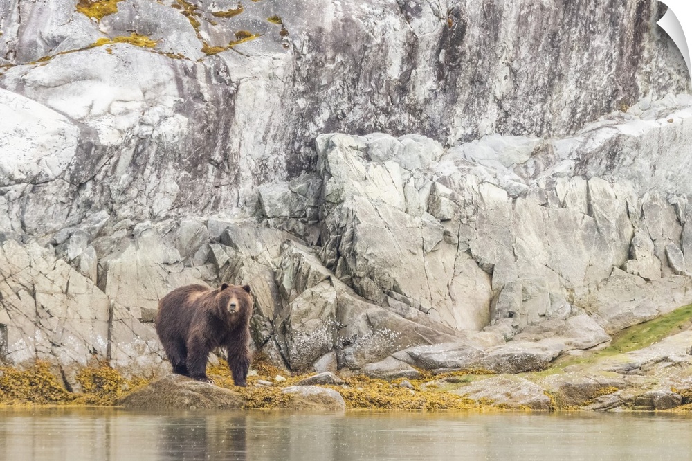 Portrait of a brown bear (Ursus arctos) standing in front of a rocky cliff face along the shore in Glacier Bay National Pa...