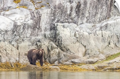 Portrait Of A Brown Along The Shore In Glacier Bay National Park, Alaska