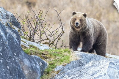 Portrait Of A Brown Bear Standing On The Rocks In Glacier Bay National Park, Alaska