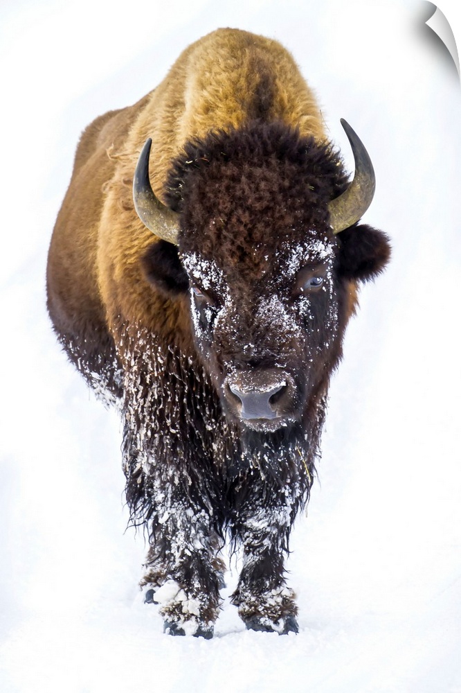 Portrait of a buffalo, Bison bison.