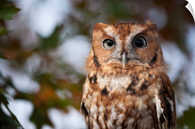 Portrait Of A Captive Eastern Screech Owl At Ryerson Woods, Deerfield, Illinois