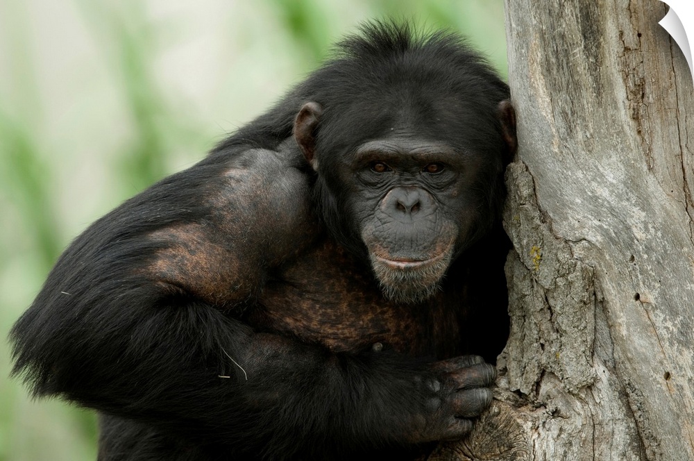 Portrait of a chimpanzee (pan troglodytes) at the sunset zoo, Manhattan, Kansas, united states of America.