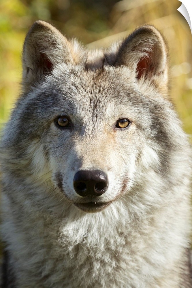 Portrait of a female Gray Wolf (canis lupus), captive, Alaska Wildlife Conservation Center, Portage, Alaska, United States...