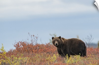 Portrait Of A Grizzly Bear, Dawson City, Yukon, Canada