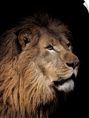 Portrait of a male lion