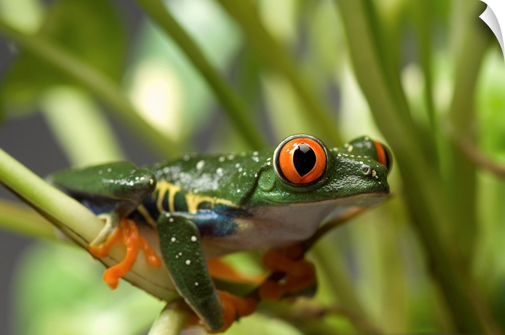Portrait of a red-eyed tree frog (agalychnis callidryas) at the sunset zoo, Manhattan, Kansas, united states of America.