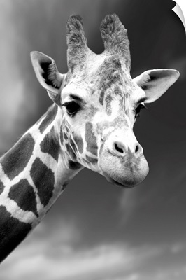 Portrait Of A Single Giraffe