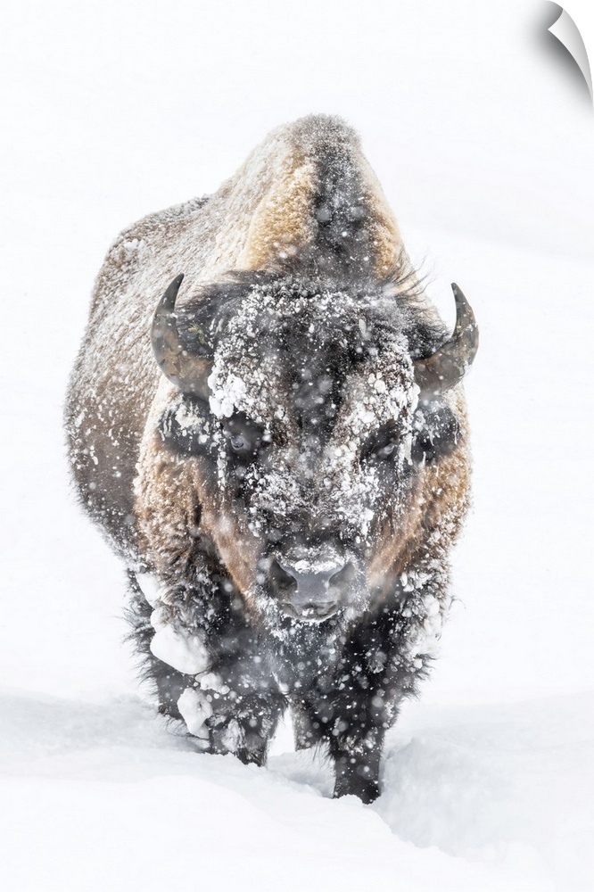 Portrait of a snow-covered Bison (Bison bison) standing in a snowstorm Yellowstone National Park, United States of America