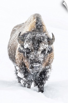Portrait Of A Snow-Covered Bison Standing In A Snowstorm, Yellowstone National Park