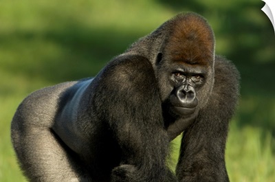 Portrait Of A Western Lowland Gorilla In A Zoo, Wichita, Kansas