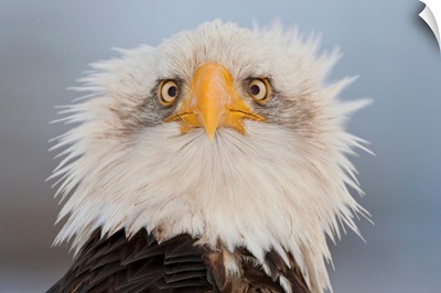Portrait Of A Young Eagle, Homer Spit, Kenai Peninsula, Alaska