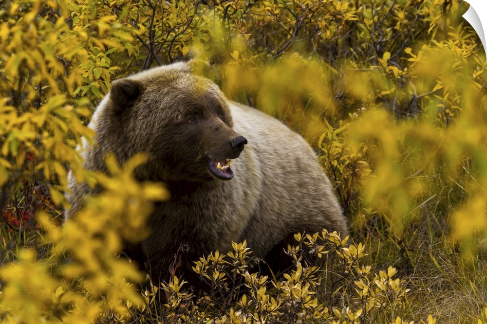 Portrait of an Alaskan brown bear amid fall foliage.
